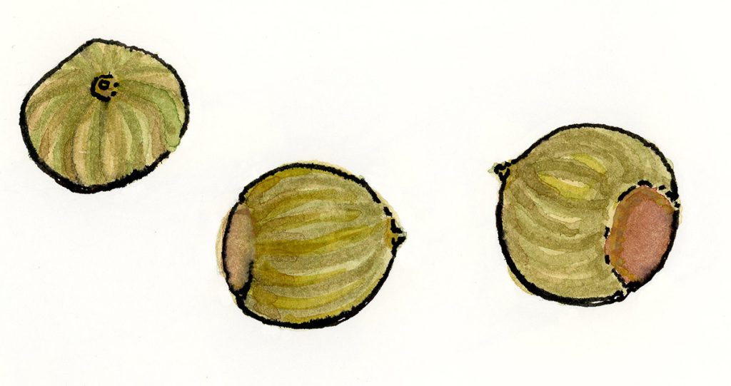 MIT seeds