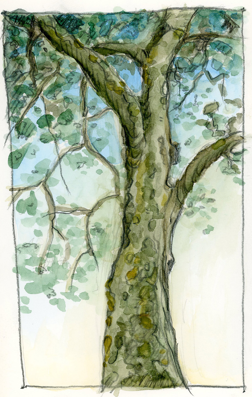 NYC tree
