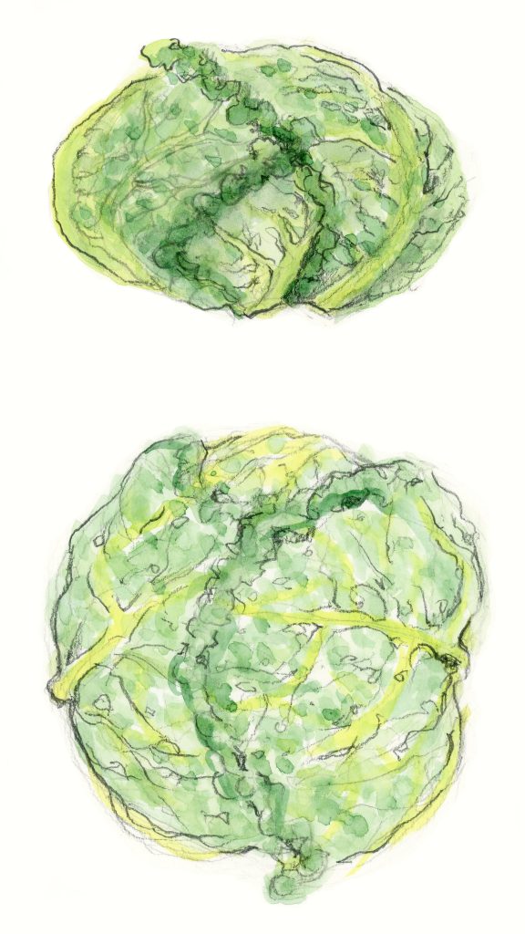 frilly cabbage