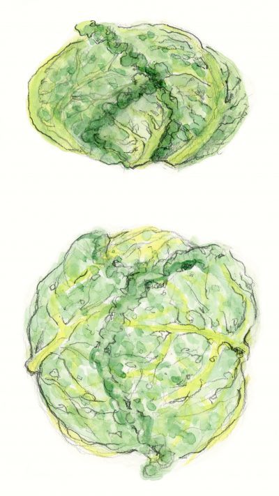 Small Frilly Cabbage