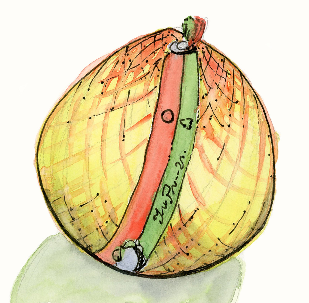 pomelo