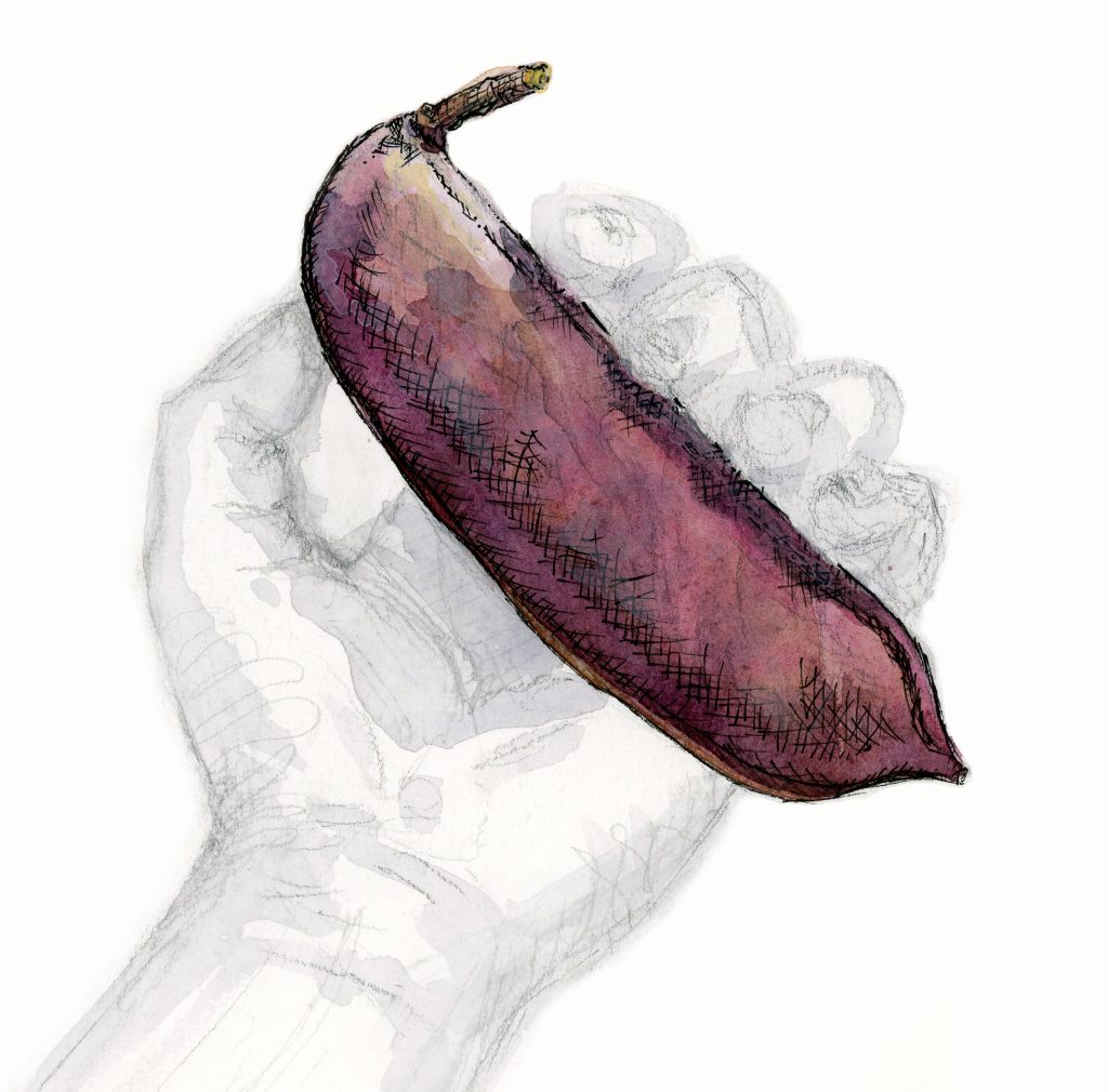 purple seed pod