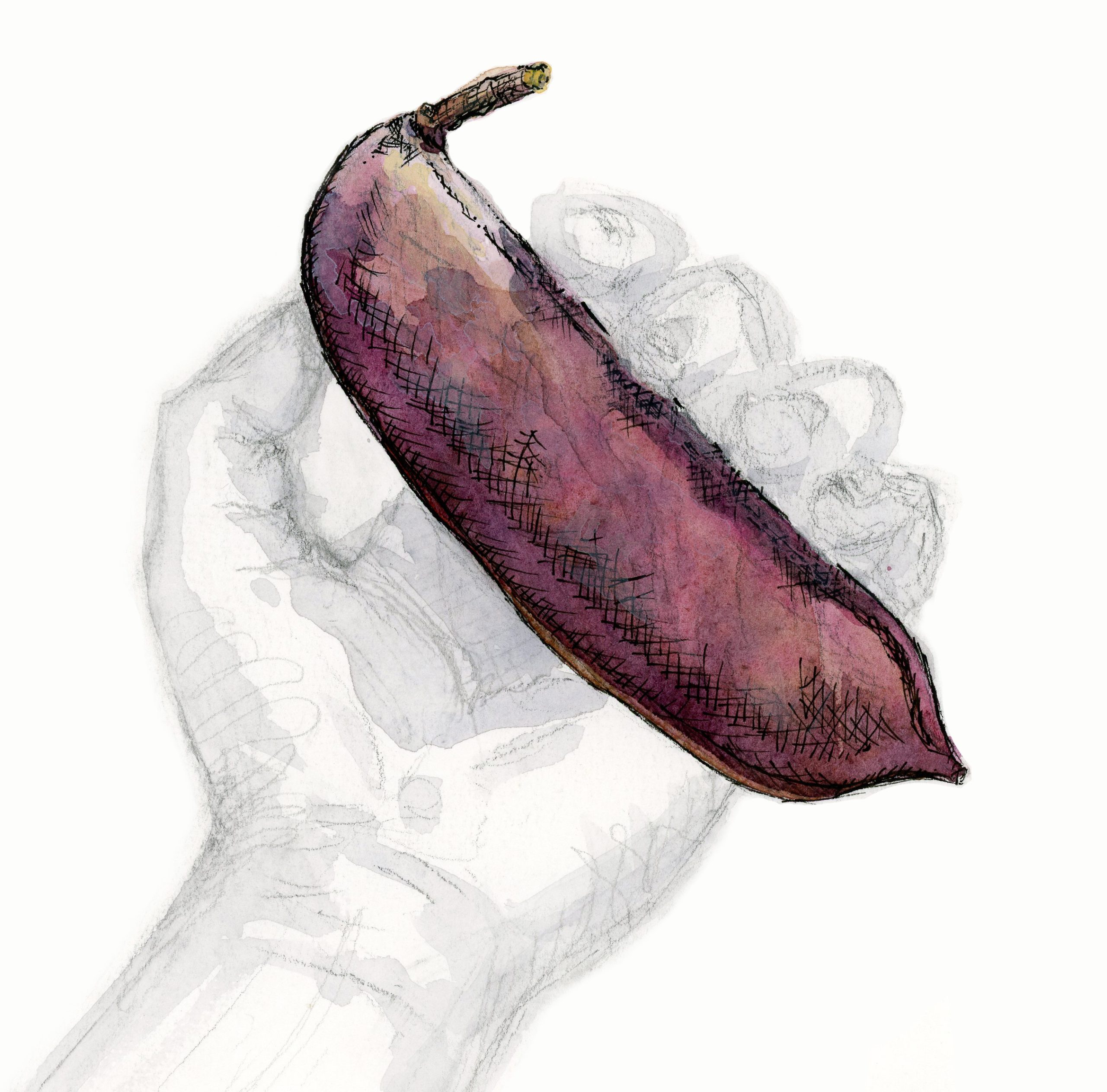 purple seed pod