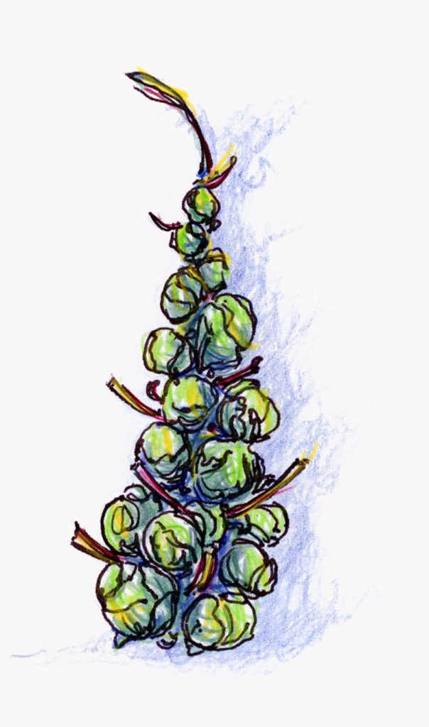 brussels sprout stalk