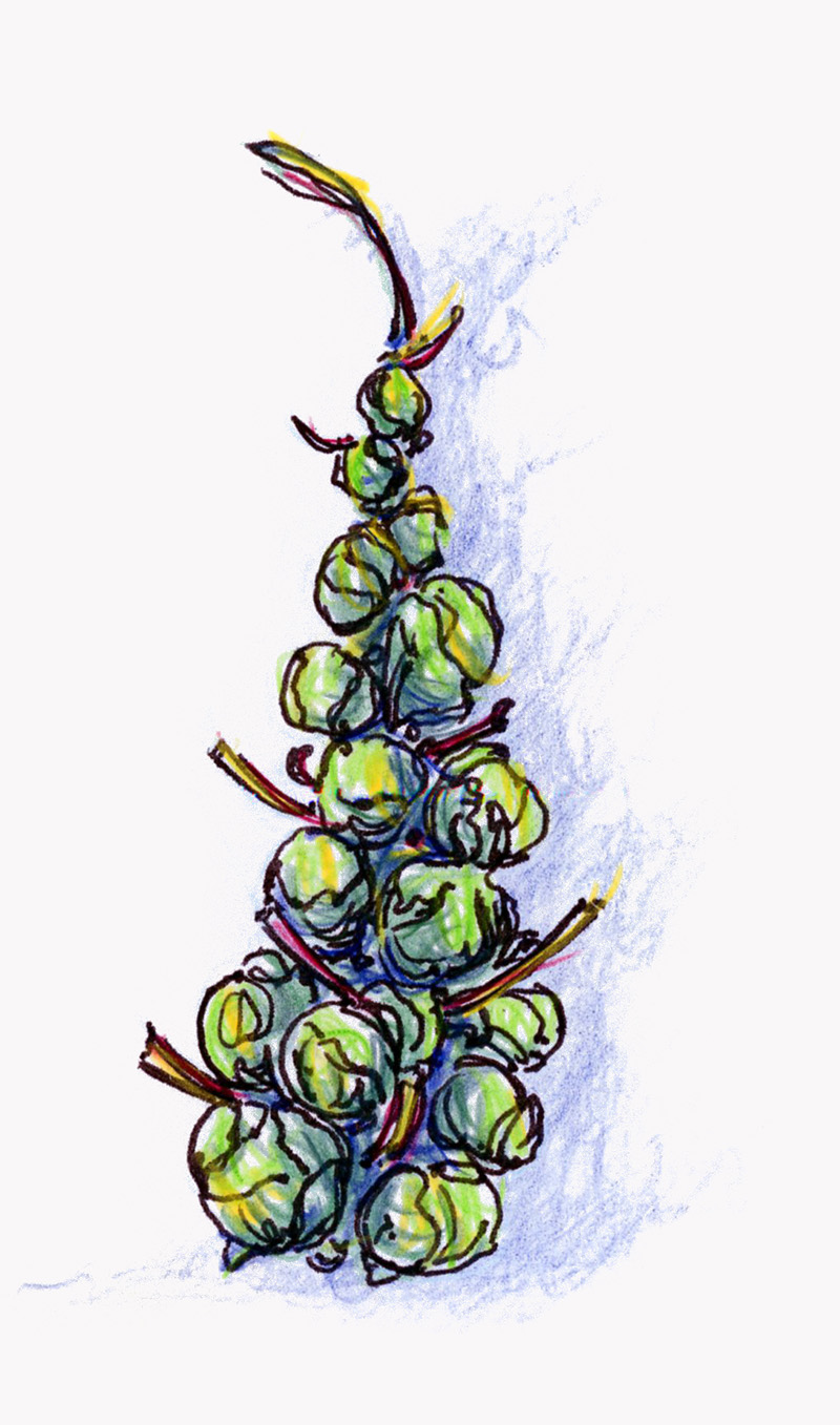 brussels sprout stalk