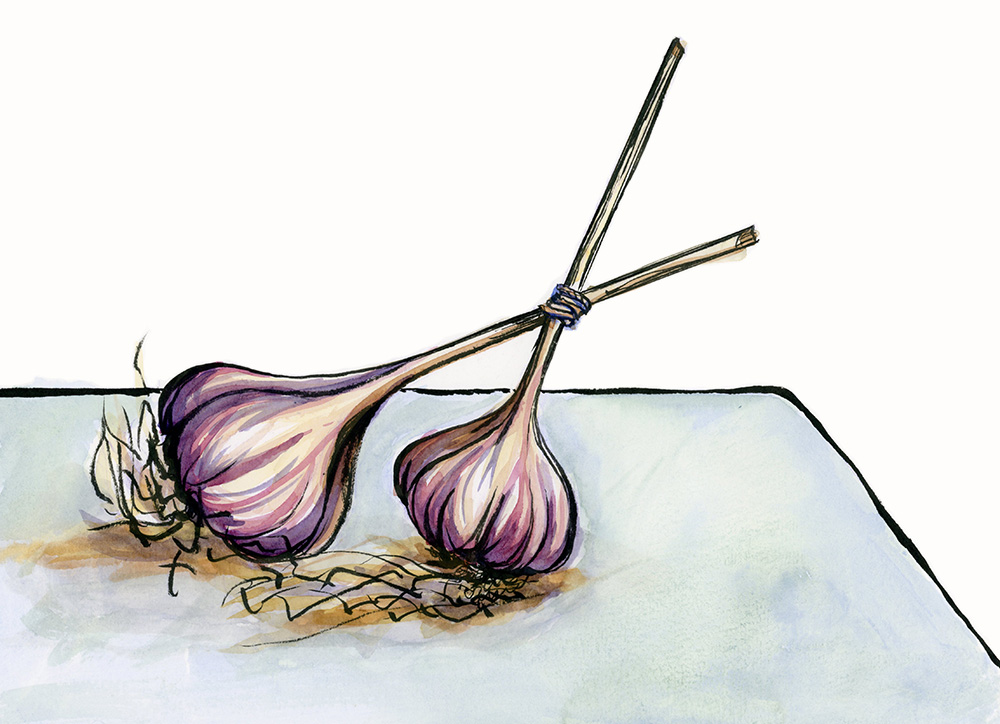 fresh garlic bulbs